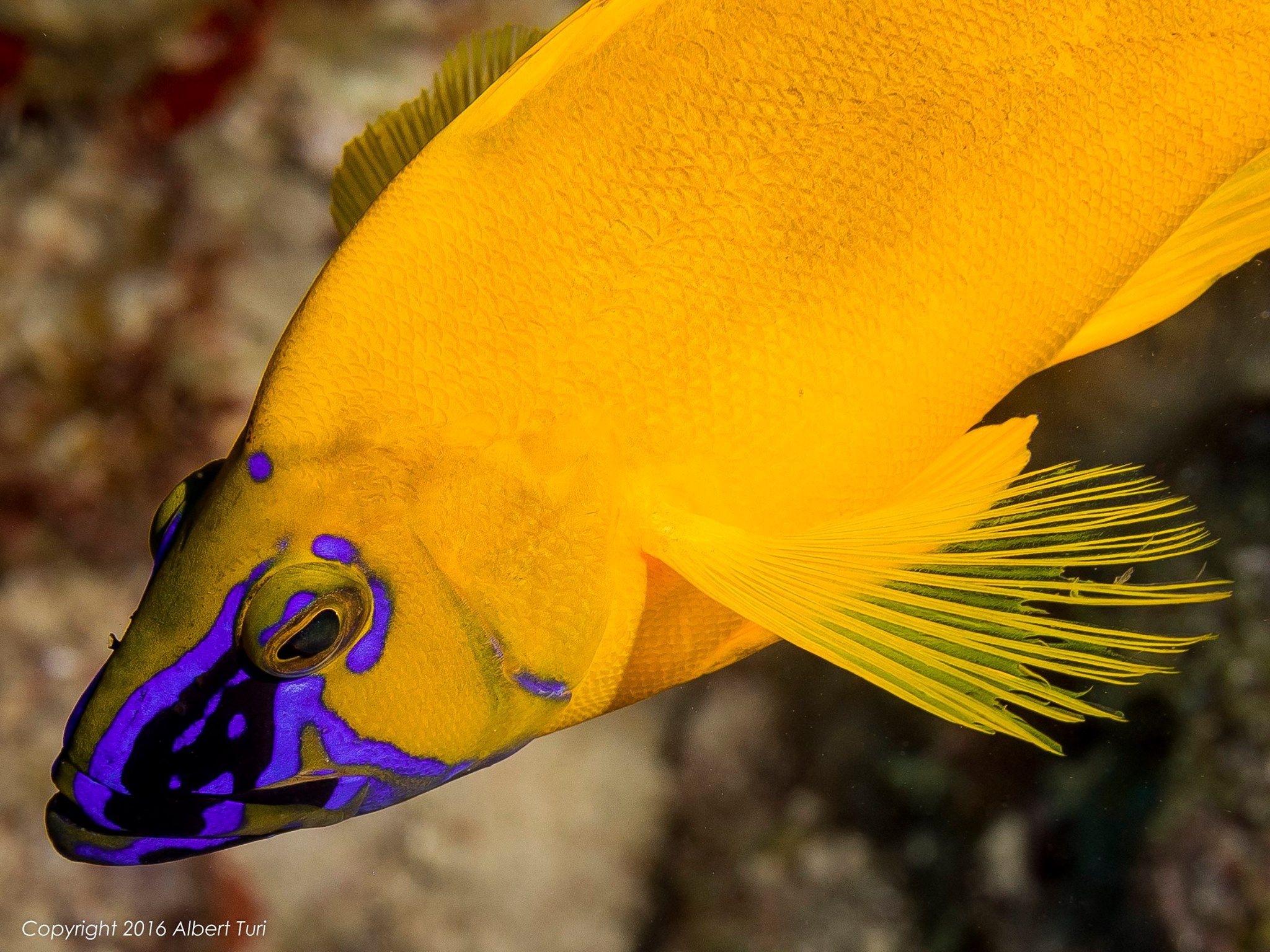 yellow fish closeup